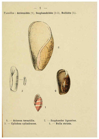 Reproducción/Reproduction 6312231080: Atlas de poche des coquilles des côtes de France Paris,Librairie des sciences naturelles, Paul Klincksiek,1913