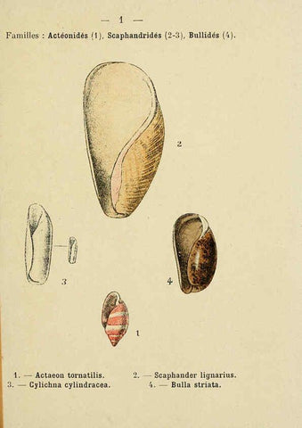 Reproducción/Reproduction 6312231080: Atlas de poche des coquilles des côtes de France Paris,Librairie des sciences naturelles, Paul Klincksiek,1913
