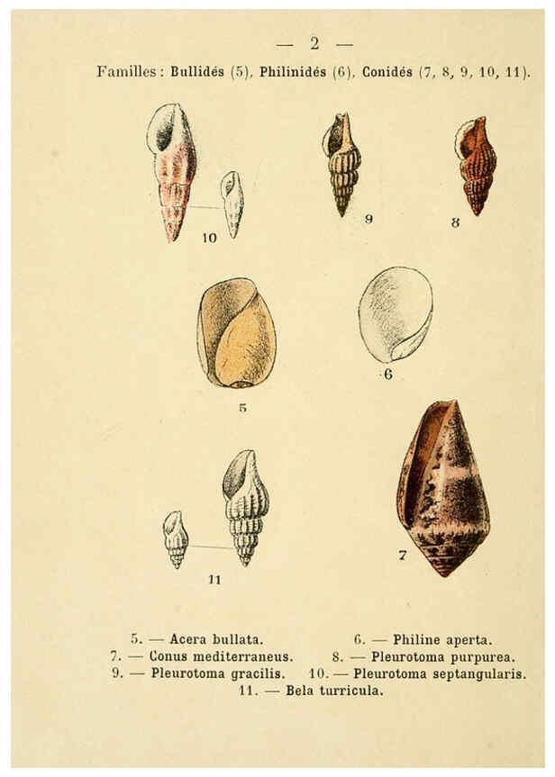 Reproducción/Reproduction 6312231338: Atlas de poche des coquilles des côtes de France Paris,Librairie des sciences naturelles, Paul Klincksiek,1913