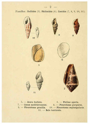 Reproducción/Reproduction 6312231338: Atlas de poche des coquilles des côtes de France Paris,Librairie des sciences naturelles, Paul Klincksiek,1913