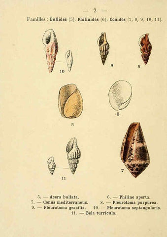 Reproducción/Reproduction 6312231338: Atlas de poche des coquilles des côtes de France Paris,Librairie des sciences naturelles, Paul Klincksiek,1913