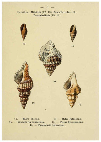 Reproducción/Reproduction 6312231640: Atlas de poche des coquilles des côtes de France Paris,Librairie des sciences naturelles, Paul Klincksiek,1913