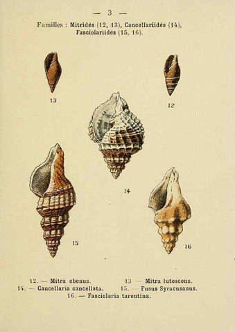 Reproducción/Reproduction 6312231640: Atlas de poche des coquilles des côtes de France Paris,Librairie des sciences naturelles, Paul Klincksiek,1913