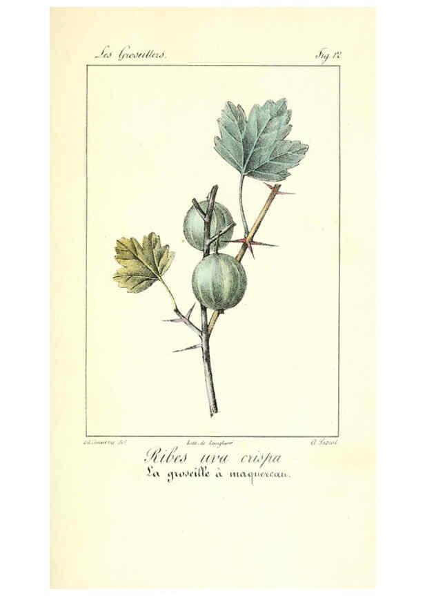 Reproducción/Reproduction 6312202484: Monographie; ou, Histoire naturelle du genre groseillier, contenant la description, l'histoire, la culture et les usages de toutes les groseilles connues Paris,P. Dufart,1829