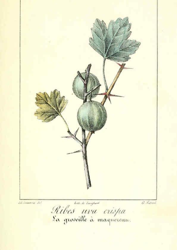 Reproducción/Reproduction 6312202484: Monographie; ou, Histoire naturelle du genre groseillier, contenant la description, l'histoire, la culture et les usages de toutes les groseilles connues Paris,P. Dufart,1829