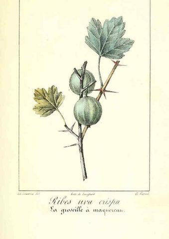 Reproducción/Reproduction 6312202484: Monographie; ou, Histoire naturelle du genre groseillier, contenant la description, l'histoire, la culture et les usages de toutes les groseilles connues Paris,P. Dufart,1829