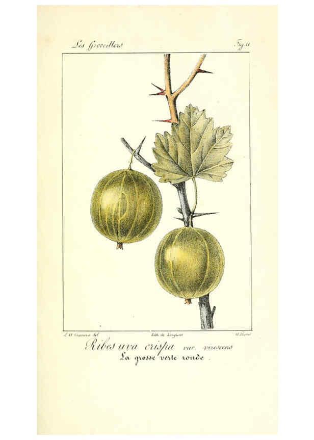 Reproducción/Reproduction 6312202332: Monographie; ou, Histoire naturelle du genre groseillier, contenant la description, l'histoire, la culture et les usages de toutes les groseilles connues Paris,P. Dufart,1829