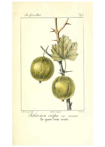 Reproducción/Reproduction 6312202332: Monographie; ou, Histoire naturelle du genre groseillier, contenant la description, l'histoire, la culture et les usages de toutes les groseilles connues Paris,P. Dufart,1829