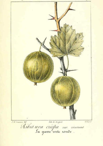 Reproducción/Reproduction 6312202332: Monographie; ou, Histoire naturelle du genre groseillier, contenant la description, l'histoire, la culture et les usages de toutes les groseilles connues Paris,P. Dufart,1829