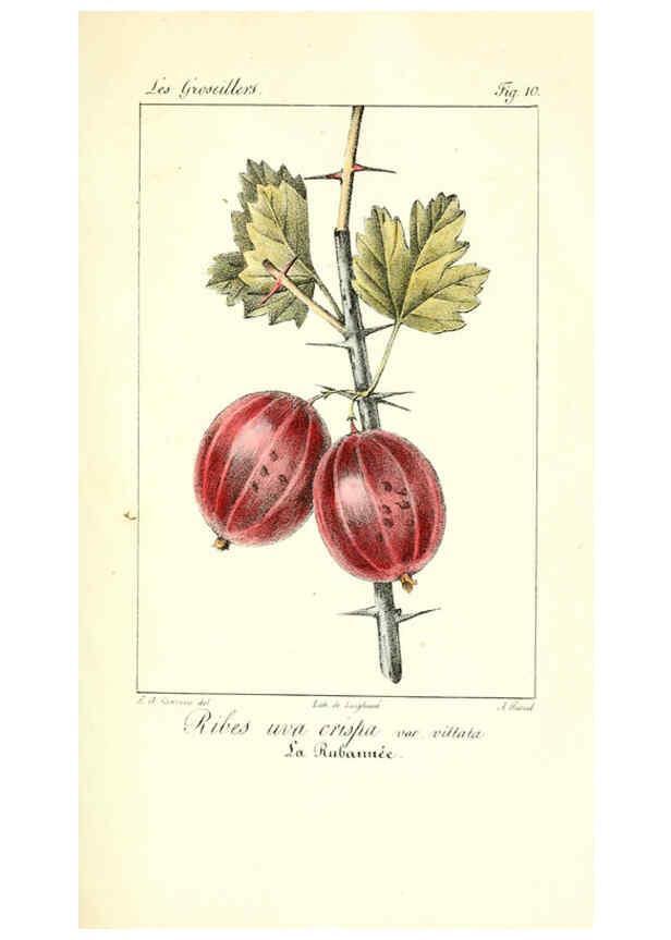 Reproducción/Reproduction 6312202150: Monographie; ou, Histoire naturelle du genre groseillier, contenant la description, l'histoire, la culture et les usages de toutes les groseilles connues Paris,P. Dufart,1829