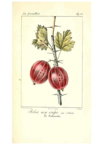 Reproducción/Reproduction 6312202150: Monographie; ou, Histoire naturelle du genre groseillier, contenant la description, l'histoire, la culture et les usages de toutes les groseilles connues Paris,P. Dufart,1829