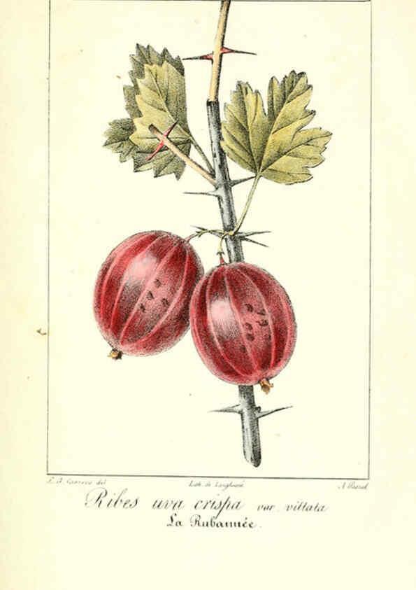 Reproducción/Reproduction 6312202150: Monographie; ou, Histoire naturelle du genre groseillier, contenant la description, l'histoire, la culture et les usages de toutes les groseilles connues Paris,P. Dufart,1829