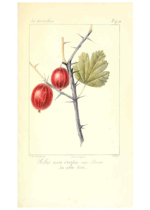 Reproducción/Reproduction 6312201970: Monographie; ou, Histoire naturelle du genre groseillier, contenant la description, l'histoire, la culture et les usages de toutes les groseilles connues Paris,P. Dufart,1829