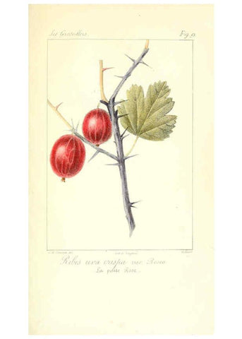 Reproducción/Reproduction 6312201970: Monographie; ou, Histoire naturelle du genre groseillier, contenant la description, l'histoire, la culture et les usages de toutes les groseilles connues Paris,P. Dufart,1829