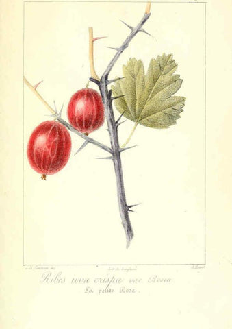 Reproducción/Reproduction 6312201970: Monographie; ou, Histoire naturelle du genre groseillier, contenant la description, l'histoire, la culture et les usages de toutes les groseilles connues Paris,P. Dufart,1829