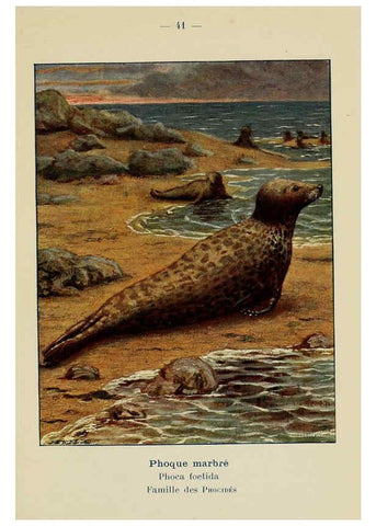 Reproducción/Reproduction 6312170146: Atlas de poche des mammifères de France, de la Suisse romane et de la Belgique Paris :L. Lhomme,1910