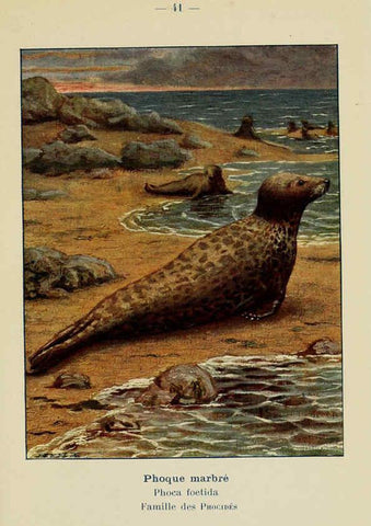 Reproducción/Reproduction 6312170146: Atlas de poche des mammifères de France, de la Suisse romane et de la Belgique Paris :L. Lhomme,1910