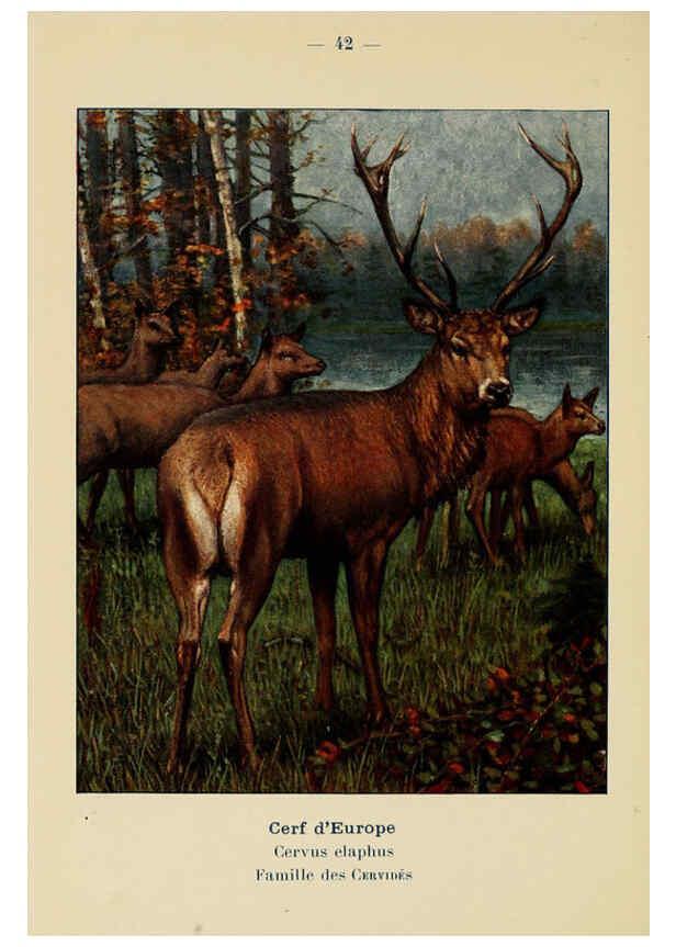 Reproducción/Reproduction 6311650131: Atlas de poche des mammifères de France, de la Suisse romane et de la Belgique Paris :L. Lhomme,1910