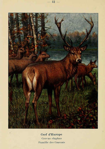 Reproducción/Reproduction 6311650131: Atlas de poche des mammifères de France, de la Suisse romane et de la Belgique Paris :L. Lhomme,1910