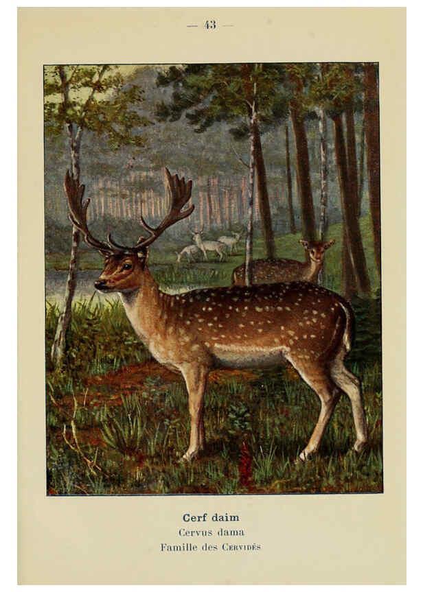 Reproducción/Reproduction 6311650387: Atlas de poche des mammifères de France, de la Suisse romane et de la Belgique Paris :L. Lhomme,1910