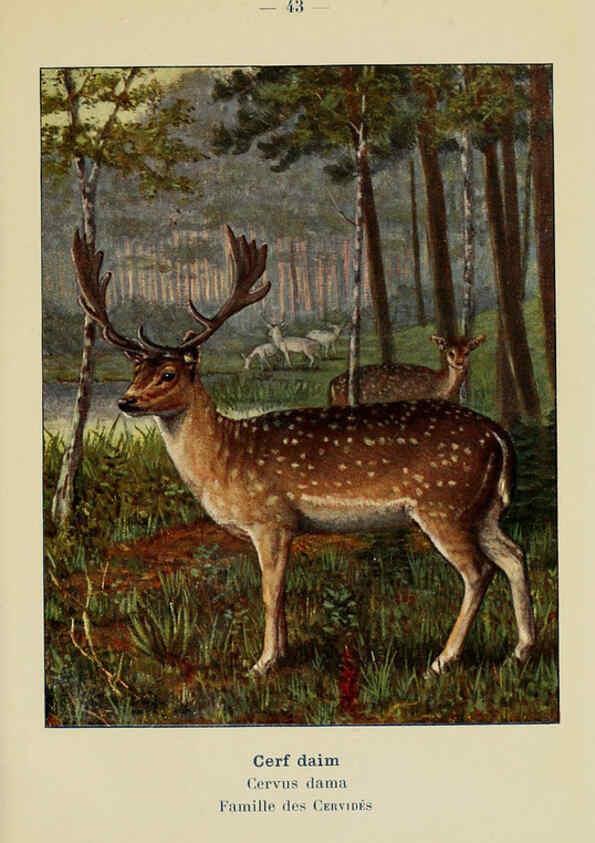 Reproducción/Reproduction 6311650387: Atlas de poche des mammifères de France, de la Suisse romane et de la Belgique Paris :L. Lhomme,1910