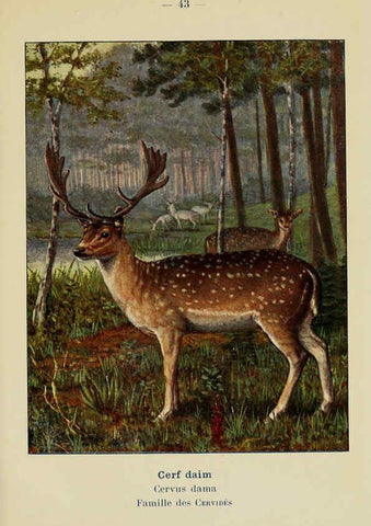 Reproducción/Reproduction 6311650387: Atlas de poche des mammifères de France, de la Suisse romane et de la Belgique Paris :L. Lhomme,1910