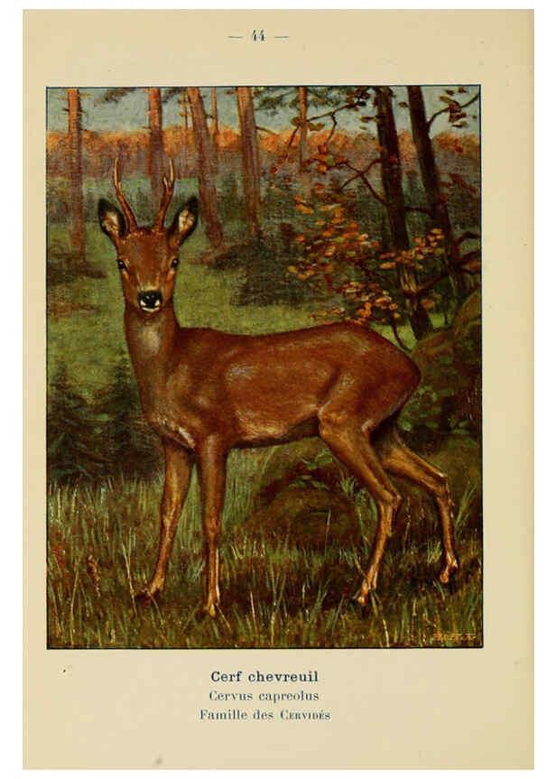 Reproducción/Reproduction 6311650561: Atlas de poche des mammifères de France, de la Suisse romane et de la Belgique Paris :L. Lhomme,1910