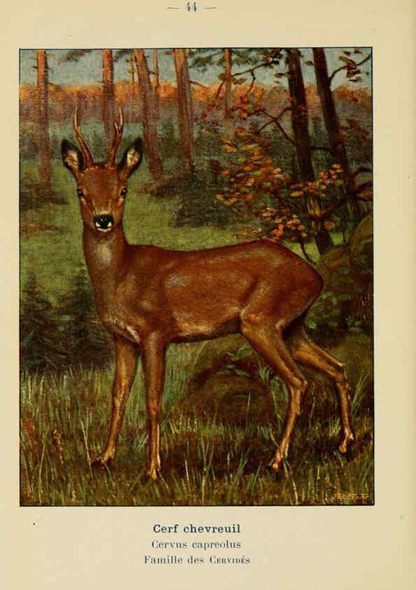 Reproducción/Reproduction 6311650561: Atlas de poche des mammifères de France, de la Suisse romane et de la Belgique Paris :L. Lhomme,1910