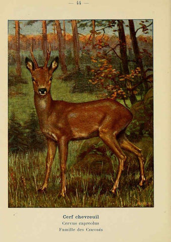 Reproducción/Reproduction 6311650561: Atlas de poche des mammifères de France, de la Suisse romane et de la Belgique Paris :L. Lhomme,1910