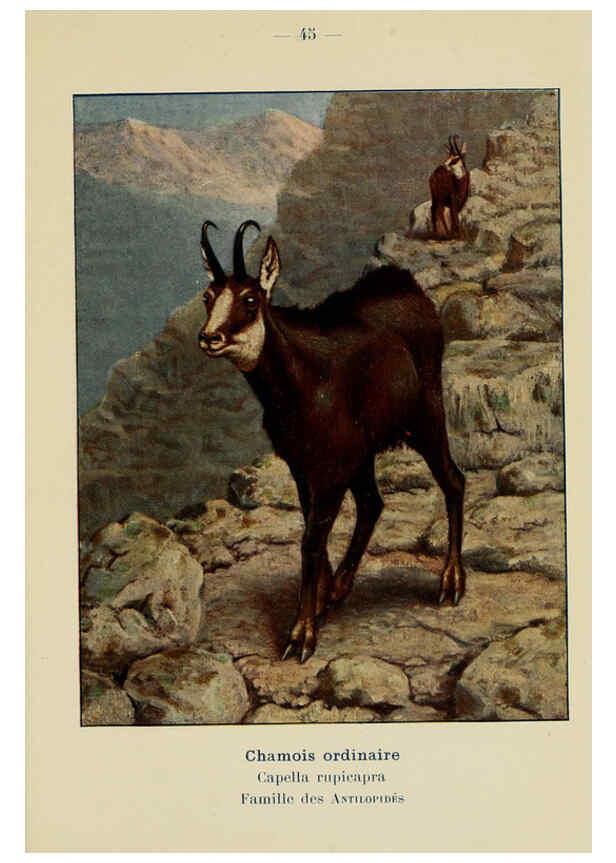 Reproducción/Reproduction 6311650761: Atlas de poche des mammifères de France, de la Suisse romane et de la Belgique Paris :L. Lhomme,1910