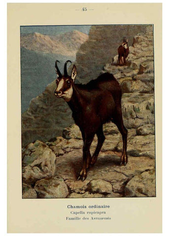 Reproducción/Reproduction 6311650761: Atlas de poche des mammifères de France, de la Suisse romane et de la Belgique Paris :L. Lhomme,1910