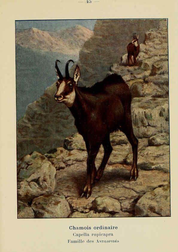 Reproducción/Reproduction 6311650761: Atlas de poche des mammifères de France, de la Suisse romane et de la Belgique Paris :L. Lhomme,1910