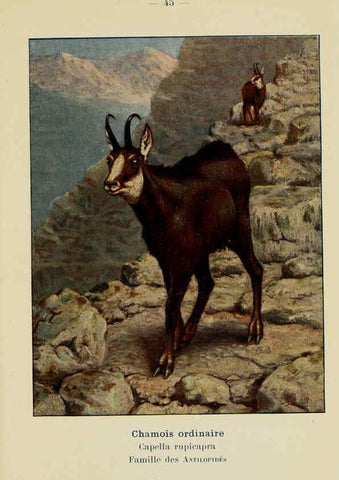 Reproducción/Reproduction 6311650761: Atlas de poche des mammifères de France, de la Suisse romane et de la Belgique Paris :L. Lhomme,1910