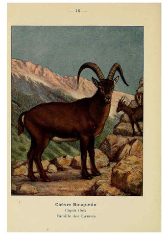 Reproducción/Reproduction 6312171120: Atlas de poche des mammifères de France, de la Suisse romane et de la Belgique Paris :L. Lhomme,1910