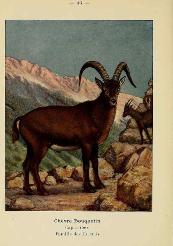 Reproducción/Reproduction 6312171120: Atlas de poche des mammifères de France, de la Suisse romane et de la Belgique Paris :L. Lhomme,1910