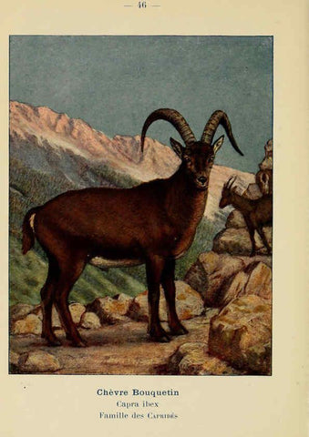 Reproducción/Reproduction 6312171120: Atlas de poche des mammifères de France, de la Suisse romane et de la Belgique Paris :L. Lhomme,1910