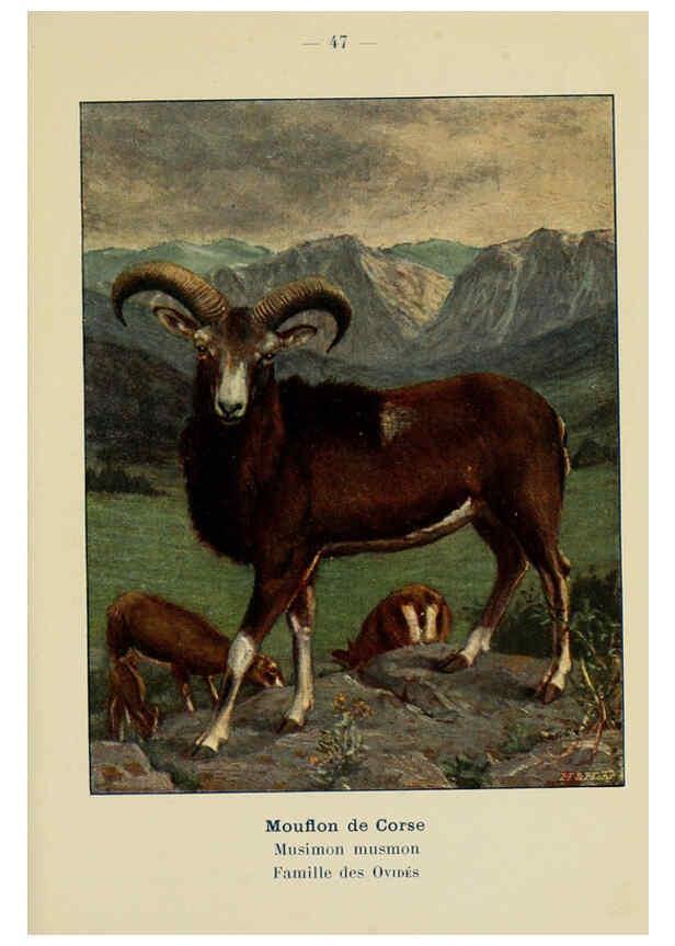 Reproducción/Reproduction 6311651091: Atlas de poche des mammifères de France, de la Suisse romane et de la Belgique Paris :L. Lhomme,1910