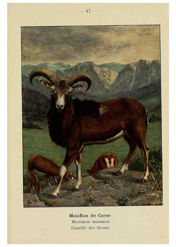 Reproducción/Reproduction 6311651091: Atlas de poche des mammifères de France, de la Suisse romane et de la Belgique Paris :L. Lhomme,1910