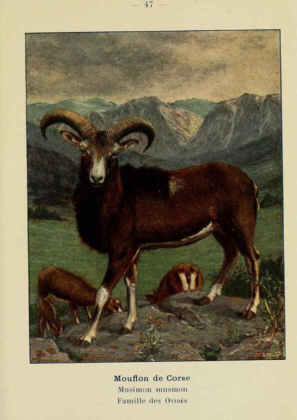 Reproducción/Reproduction 6311651091: Atlas de poche des mammifères de France, de la Suisse romane et de la Belgique Paris :L. Lhomme,1910