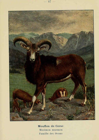Reproducción/Reproduction 6311651091: Atlas de poche des mammifères de France, de la Suisse romane et de la Belgique Paris :L. Lhomme,1910