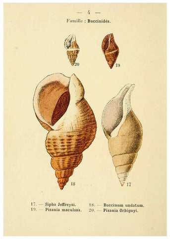 Reproducción/Reproduction 6312231776: Atlas de poche des coquilles des côtes de France Paris,Librairie des sciences naturelles, Paul Klincksiek,1913