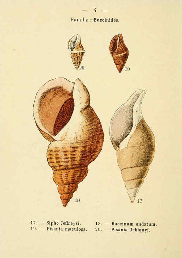 Reproducción/Reproduction 6312231776: Atlas de poche des coquilles des côtes de France Paris,Librairie des sciences naturelles, Paul Klincksiek,1913