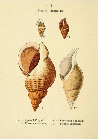 Reproducción/Reproduction 6312231776: Atlas de poche des coquilles des côtes de France Paris,Librairie des sciences naturelles, Paul Klincksiek,1913