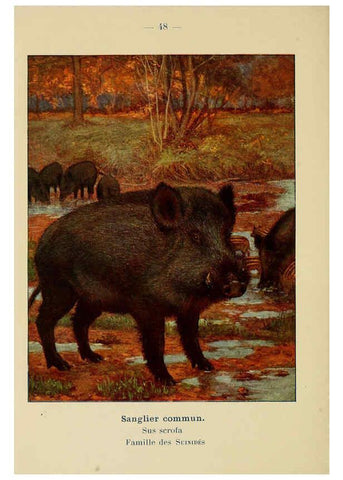 Reproducción/Reproduction 6312171458: Atlas de poche des mammifères de France, de la Suisse romane et de la Belgique Paris :L. Lhomme,1910