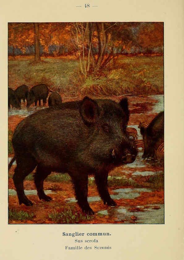 Reproducción/Reproduction 6312171458: Atlas de poche des mammifères de France, de la Suisse romane et de la Belgique Paris :L. Lhomme,1910
