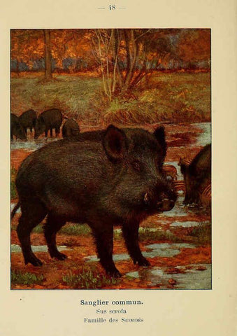 Reproducción/Reproduction 6312171458: Atlas de poche des mammifères de France, de la Suisse romane et de la Belgique Paris :L. Lhomme,1910