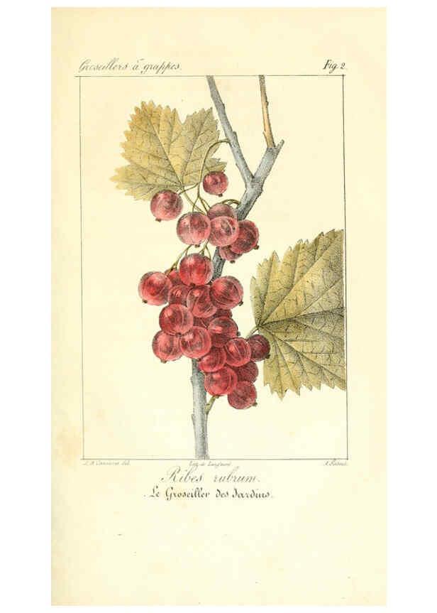 Reproducción/Reproduction 6311679437: Monographie; ou, Histoire naturelle du genre groseillier, contenant la description, l'histoire, la culture et les usages de toutes les groseilles connues Paris,P. Dufart,1829