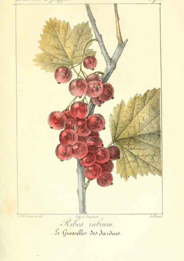 Reproducción/Reproduction 6311679437: Monographie; ou, Histoire naturelle du genre groseillier, contenant la description, l'histoire, la culture et les usages de toutes les groseilles connues Paris,P. Dufart,1829