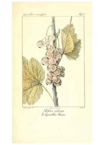 Reproducción/Reproduction 6312200956: Monographie; ou, Histoire naturelle du genre groseillier, contenant la description, l'histoire, la culture et les usages de toutes les groseilles connues Paris,P. Dufart,1829