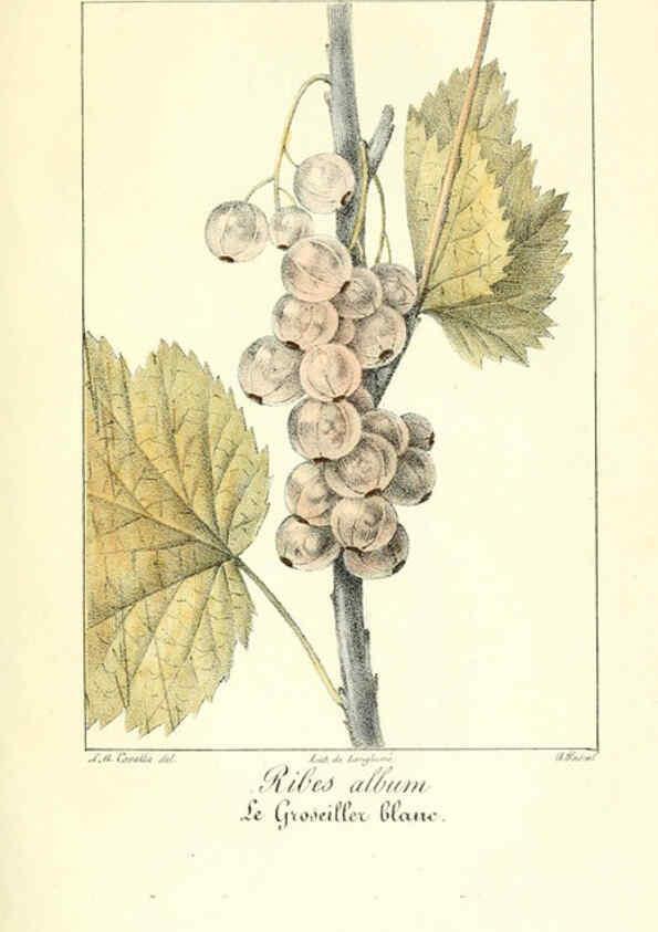 Reproducción/Reproduction 6312200956: Monographie; ou, Histoire naturelle du genre groseillier, contenant la description, l'histoire, la culture et les usages de toutes les groseilles connues Paris,P. Dufart,1829